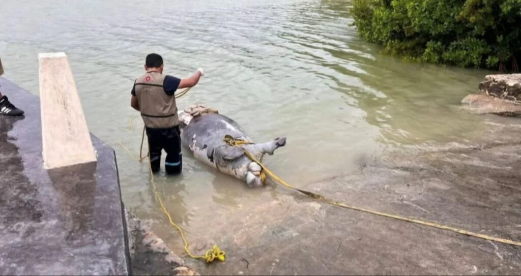 Hasta el momento, las autoridades ambientales no emitieron un dictamen oficial que confirme la causa de muerte del ejemplar