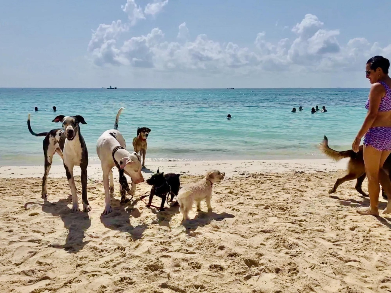 El colectivo Dog Beach señaló que la demanda de espacios para mascotas ha aumentado entre residentes y turistas.