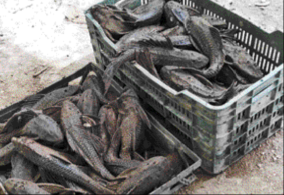 El “efecto Nemo” amenaza ecosistemas marinos