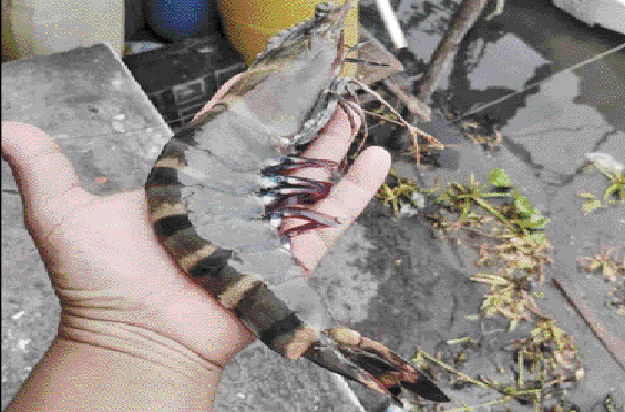 Golfo de México requiere protección trinacional ante invasiones biológicas