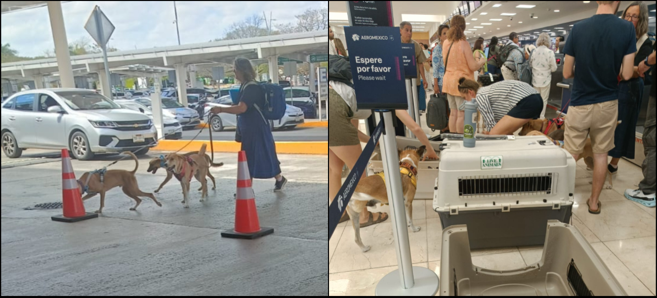 Un perro sin dueño, rescatado por personas originarias de Inglaterra, cambia radicalmente de vida
