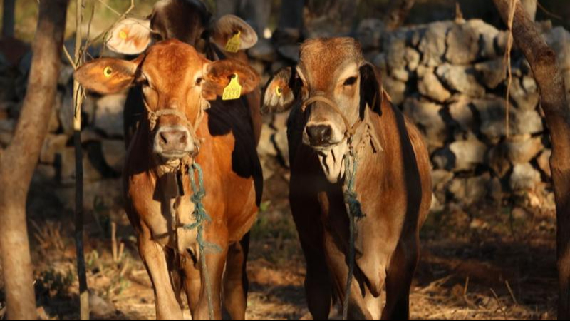Exhortan a reforzar la revisión de animales ante casos de gusano barrenador