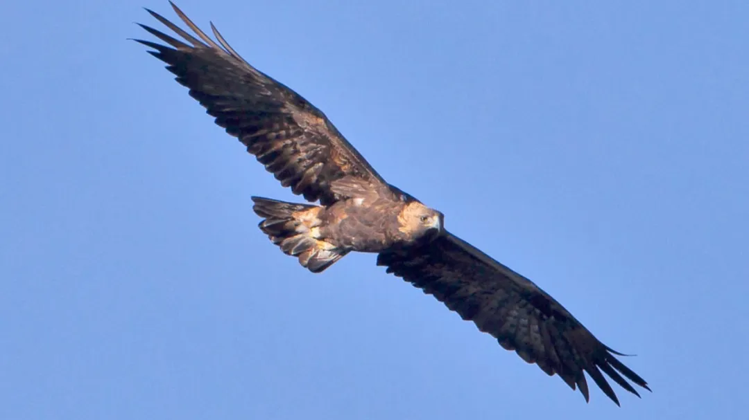 Se estima que en la actualidad existen poco menos de 200 parejas reproductivas en México