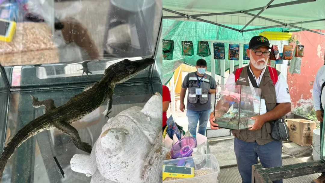 Rescatan a cría de cocodrilo que era vendida por 1,500 pesos en tianguis de Cancún