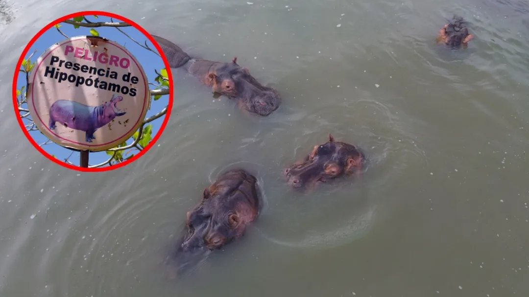 Colombia confirma sacrificio de 80 hipopótamos de Pablo Escobar