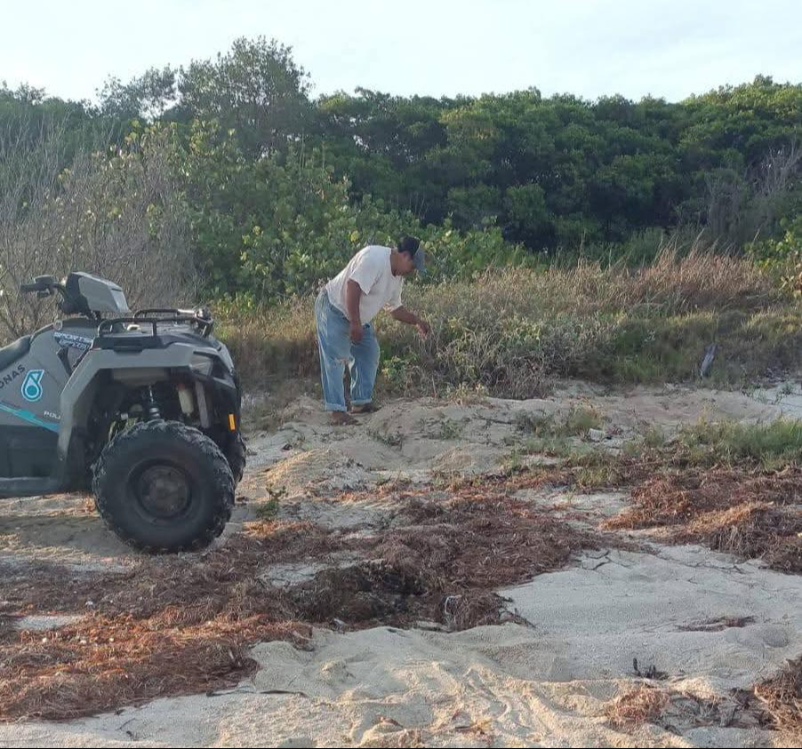 La temporada de anidación comenzó el 1 de abril.