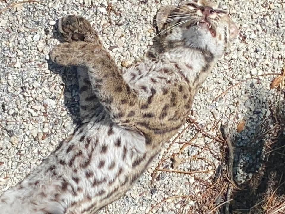 Habitantes de la ínsula indicaron que en esa misma vialidad han ocurrido aplastamientos de diferentes especies, como coatíes, serpientes, mapaches o cocodrilos