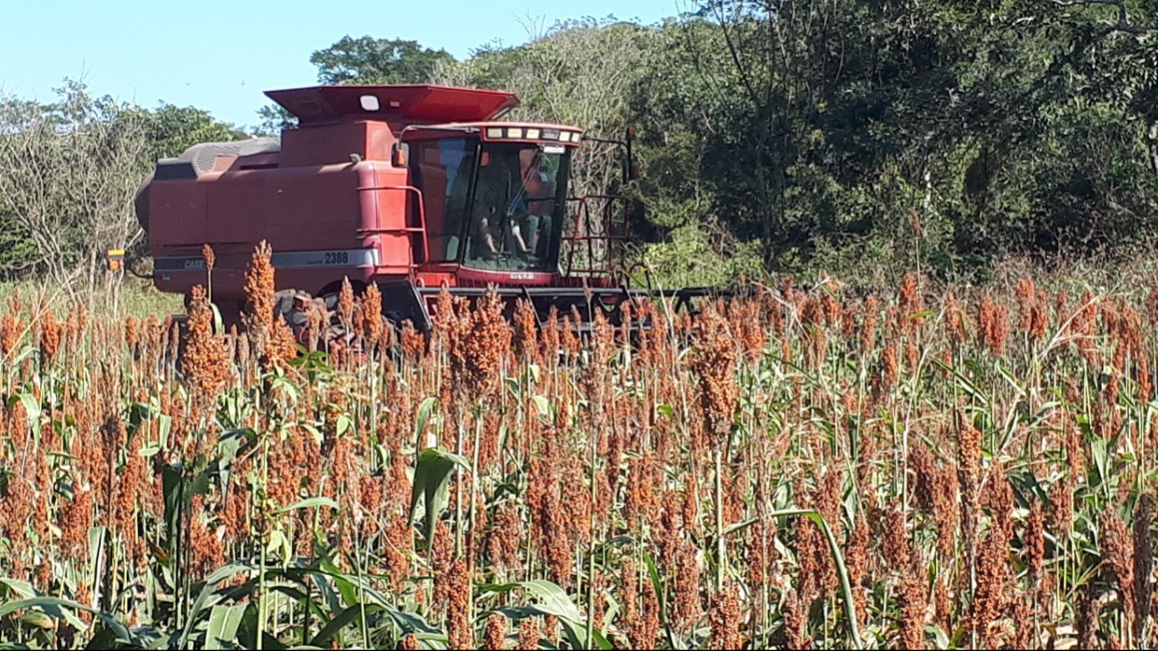Se siniestraron alrededor de 27 mil de 45 mil hectáreas sembradas.