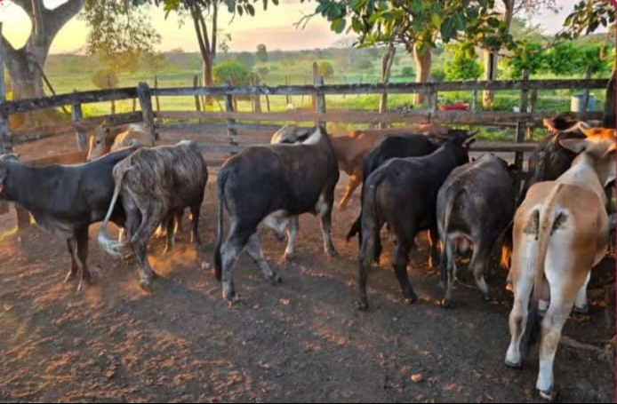 Animales fueron hallados en una zona despoblada del municipio.