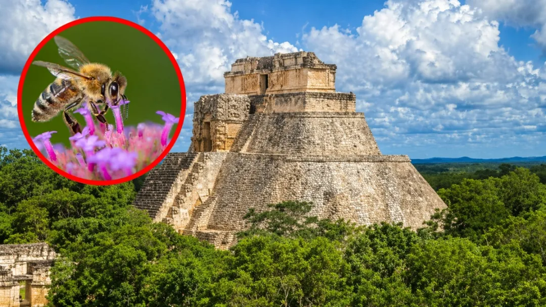 Aumenta la presencia de abejas en la ruta Puuc: esto debes saber