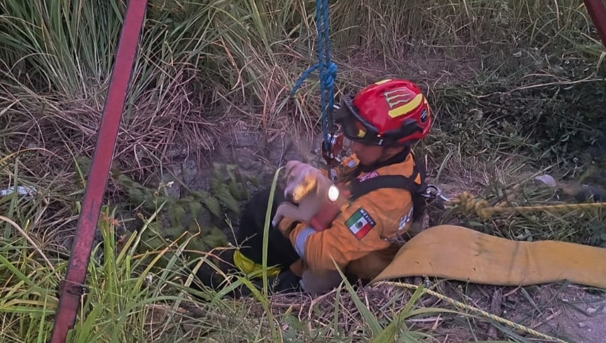 El cachorro fue rescatado con vida