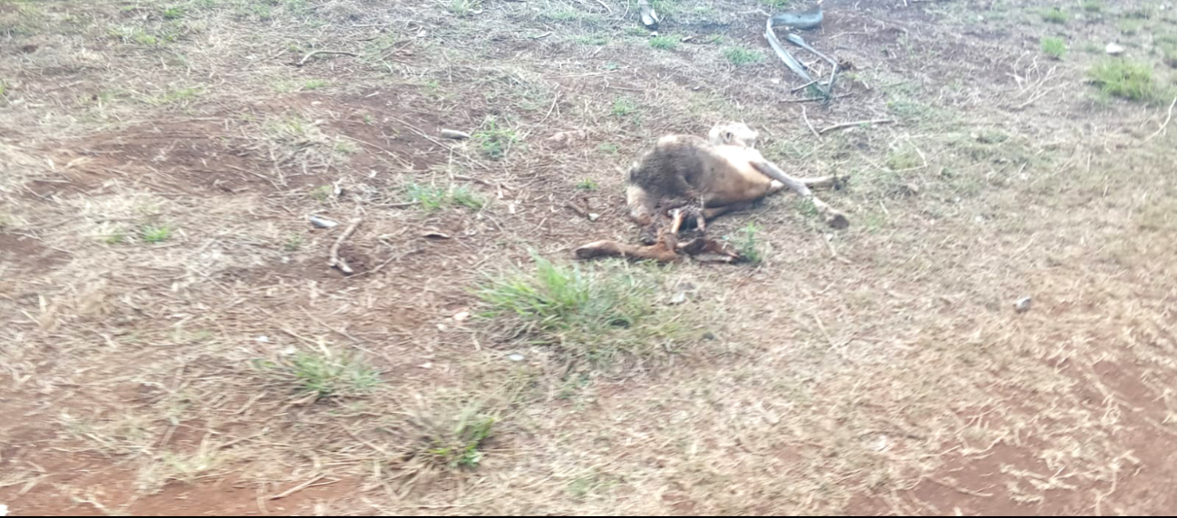 Medida surge por denuncias de malos olores y desechos biológicos.