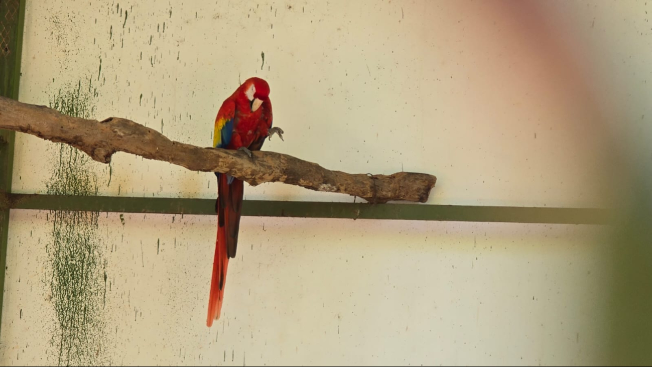 La captura y venta de especies como la guacamaya roja puede implicar hasta nueve años de prisión.