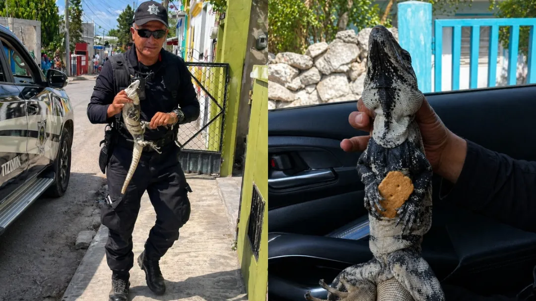 Insólito: policías intervienen por pelea de iguanas en Tizimín