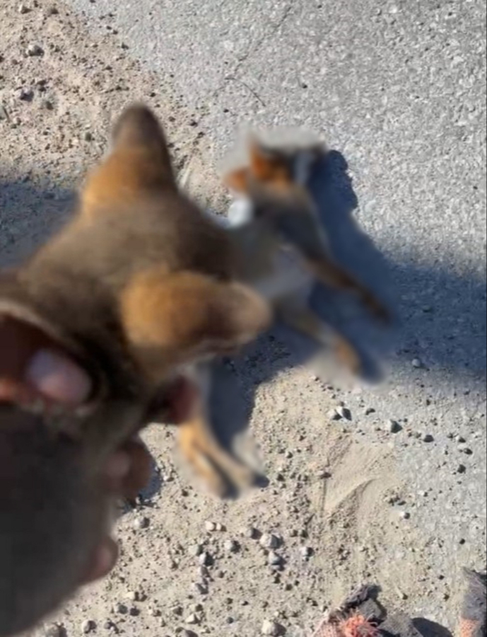 Ambientalistas solicitan pasos de fauna y reductores de velocidad en tramos con mayor actividad silvestre