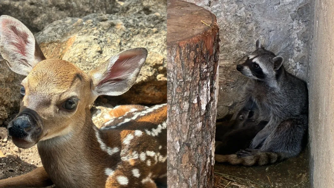 Nacen crías de varias especies en el Zoológico La Reina de Tizimín