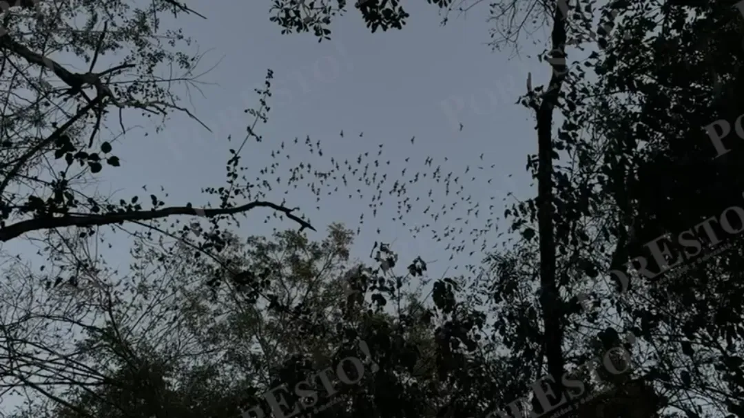 El “vuelo del murciélago”, espectáculo único en Calakmul