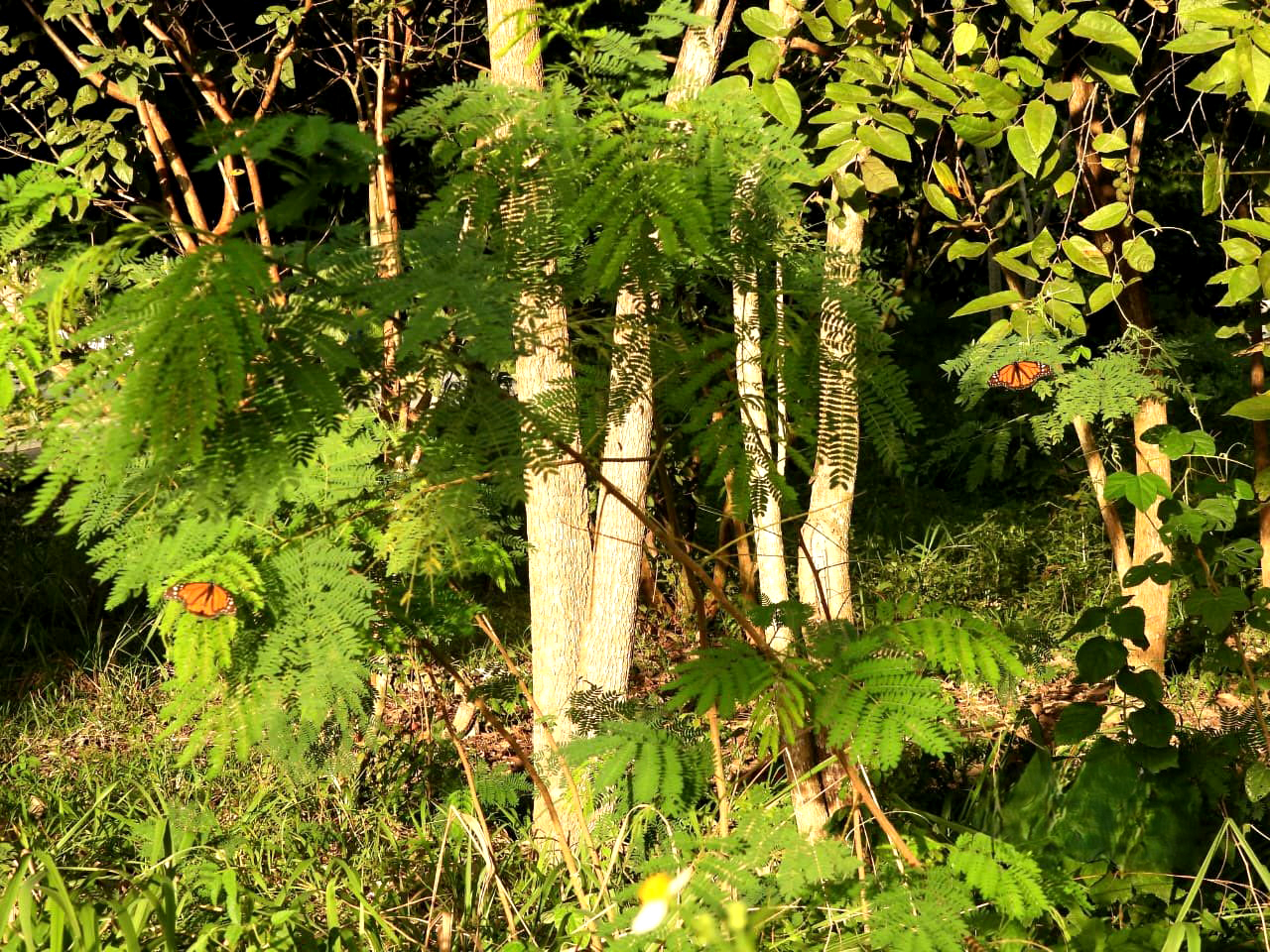 En la zona fueron  plantados 80 arbustos de algodoncillo, que funge como alimento y refugio para  estos insectos