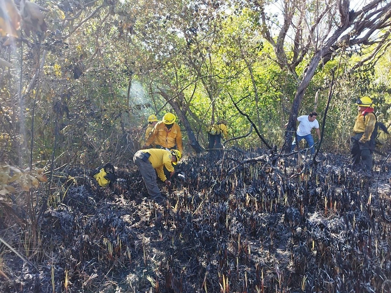 El fuego en tulares es más difícil de controlar por su entorno acuático.
