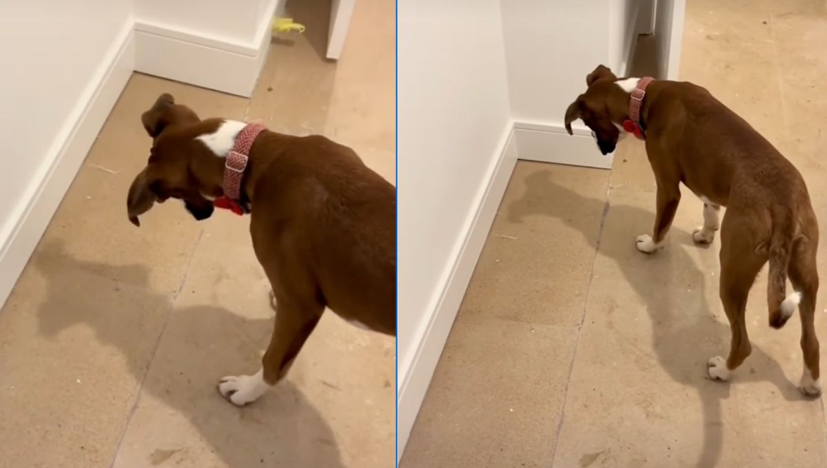 Perro queda impactado por su propia sombra y se hace viral: VIDEO