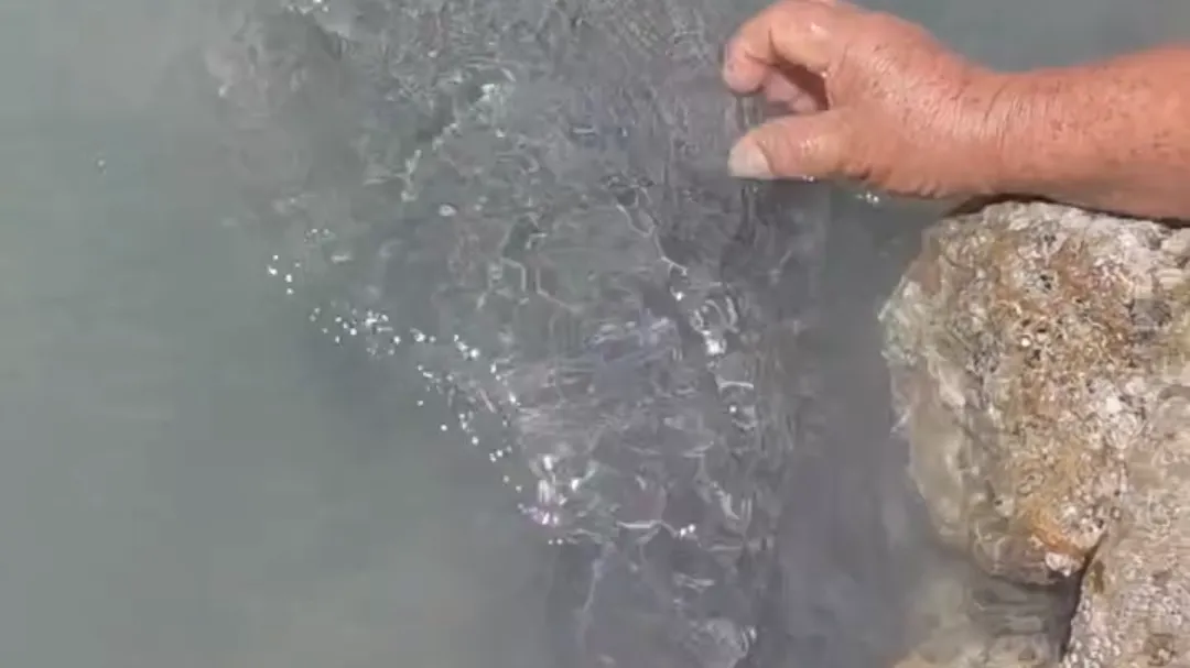 Sorpresa en Ciudad del Sol: bañistas reportan presencia de “vaca marina”