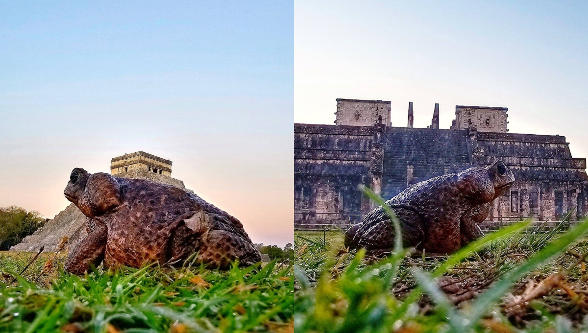 El sapo gigante habita en gran parte del país