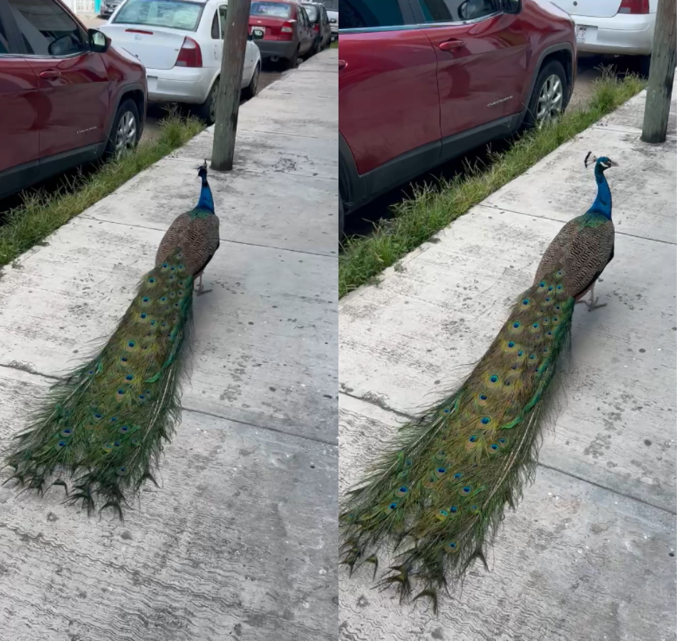 Reportan avistamiento de un pavo real en el centro de Chetumal