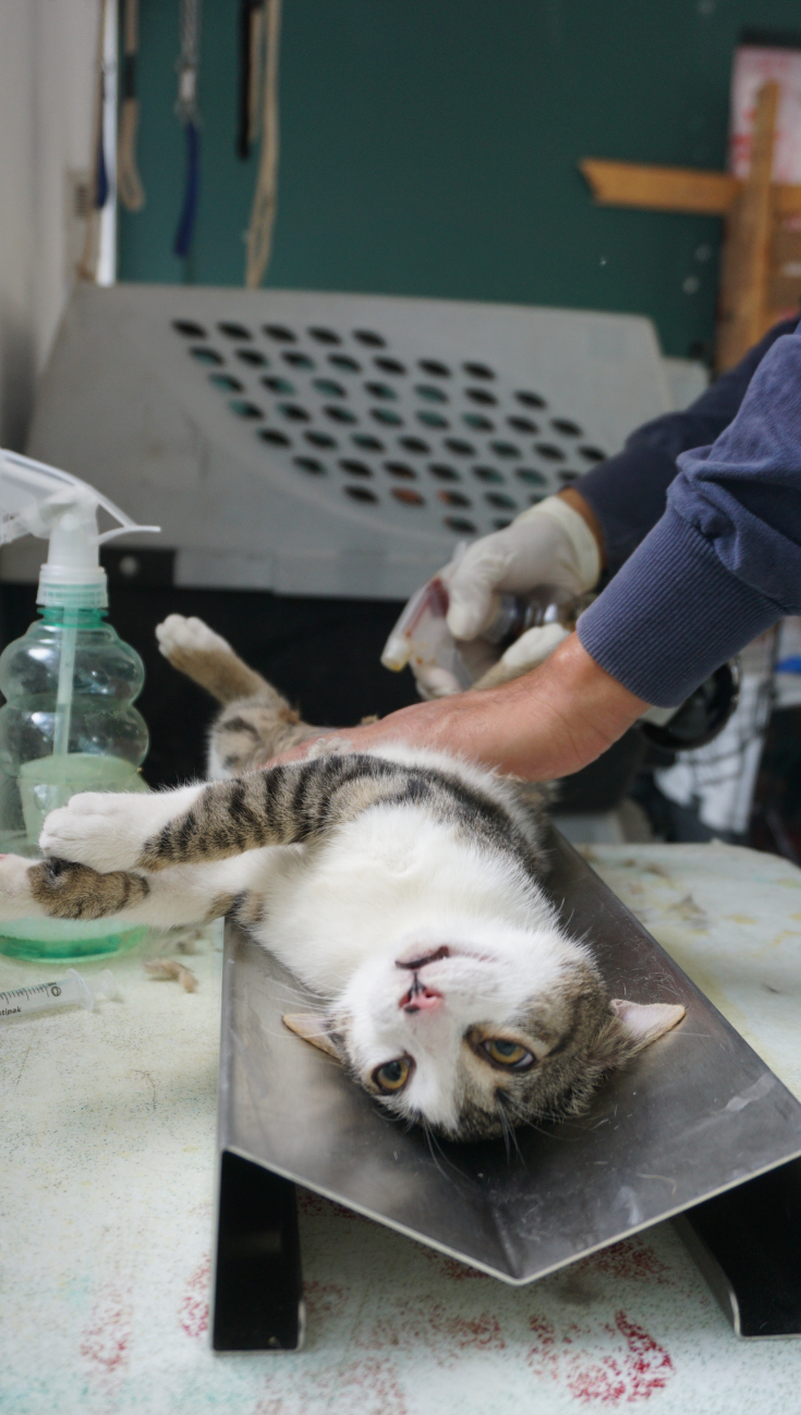 Dueños de mascotas podrían ir a prisión por negligencia veterinaria en Campeche