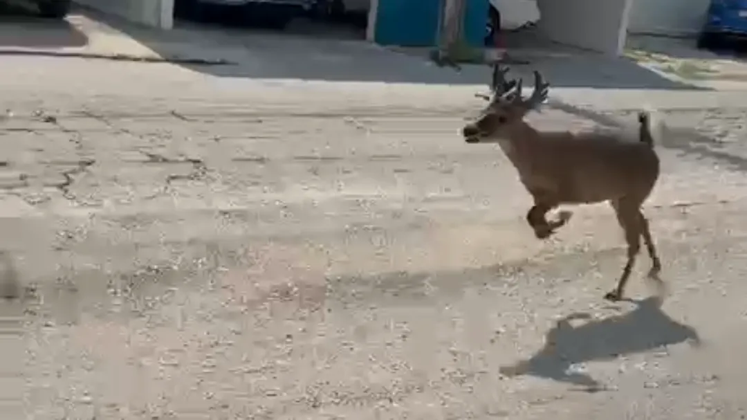 Mayor presencia de venados en zonas urbanas de Carmen preocupa a autoridades