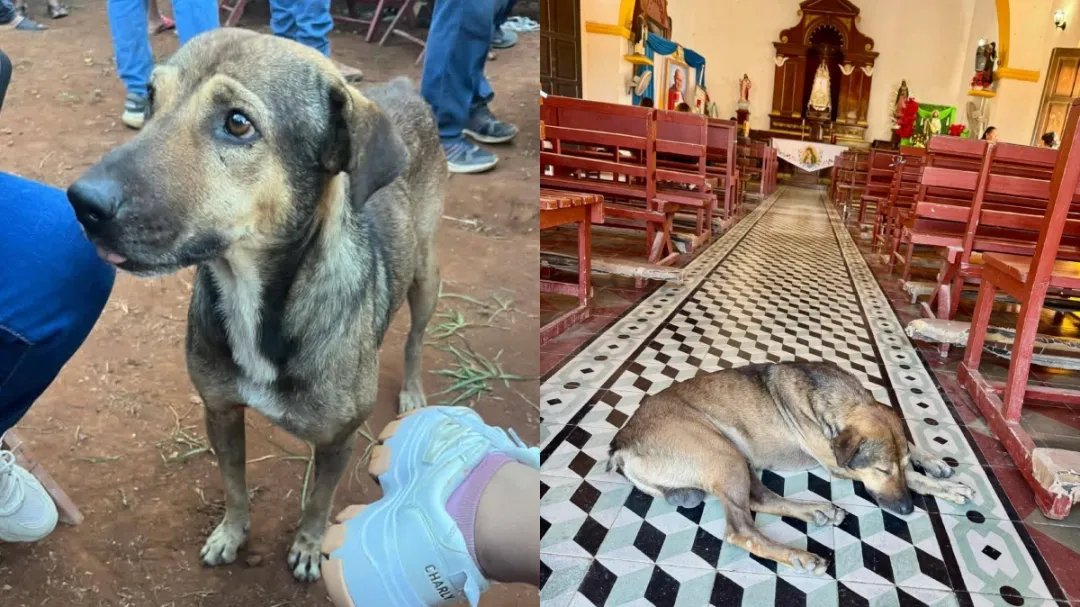 Muere “Culino”, perro emblemático de la parroquia en Pomuch.
