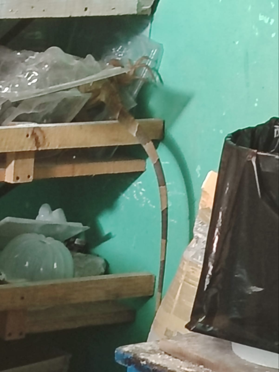 La iguana fue trasladada y liberada en una zona segura fuera de la mancha urbana