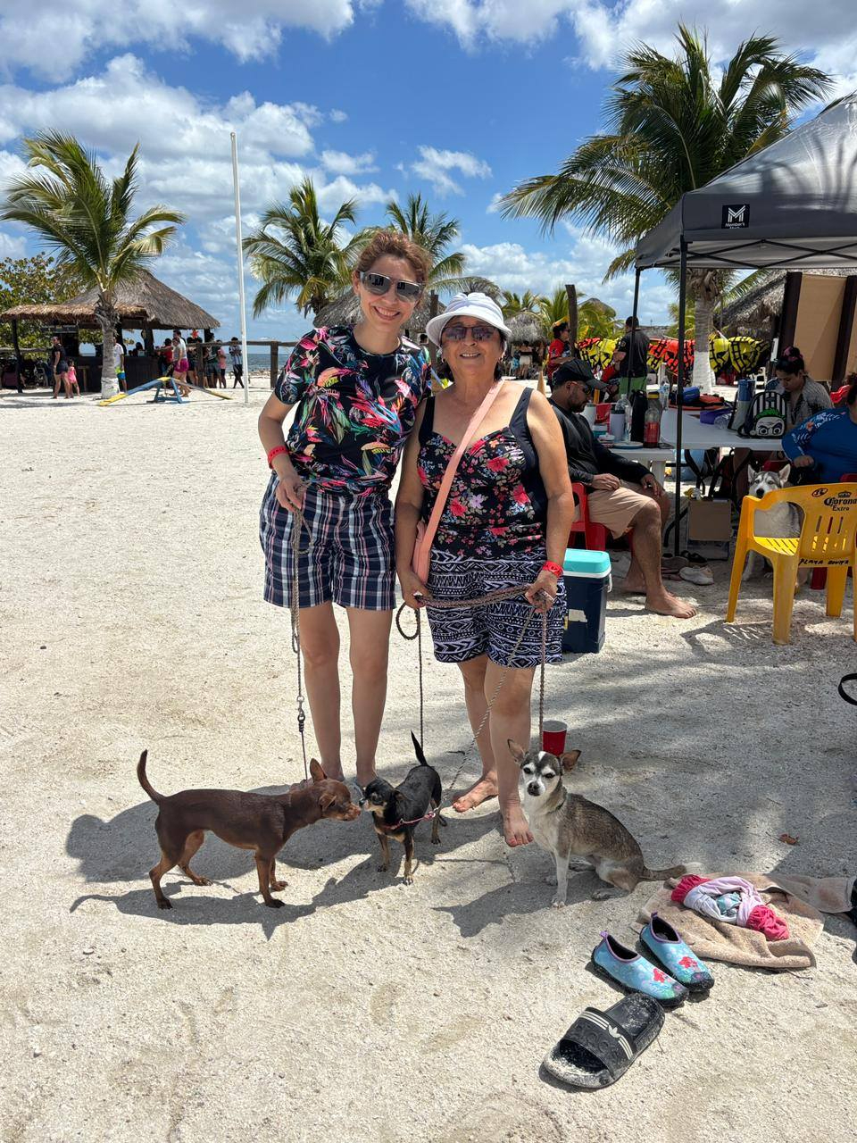 Participan mascotas de todas las razas y tamaños.