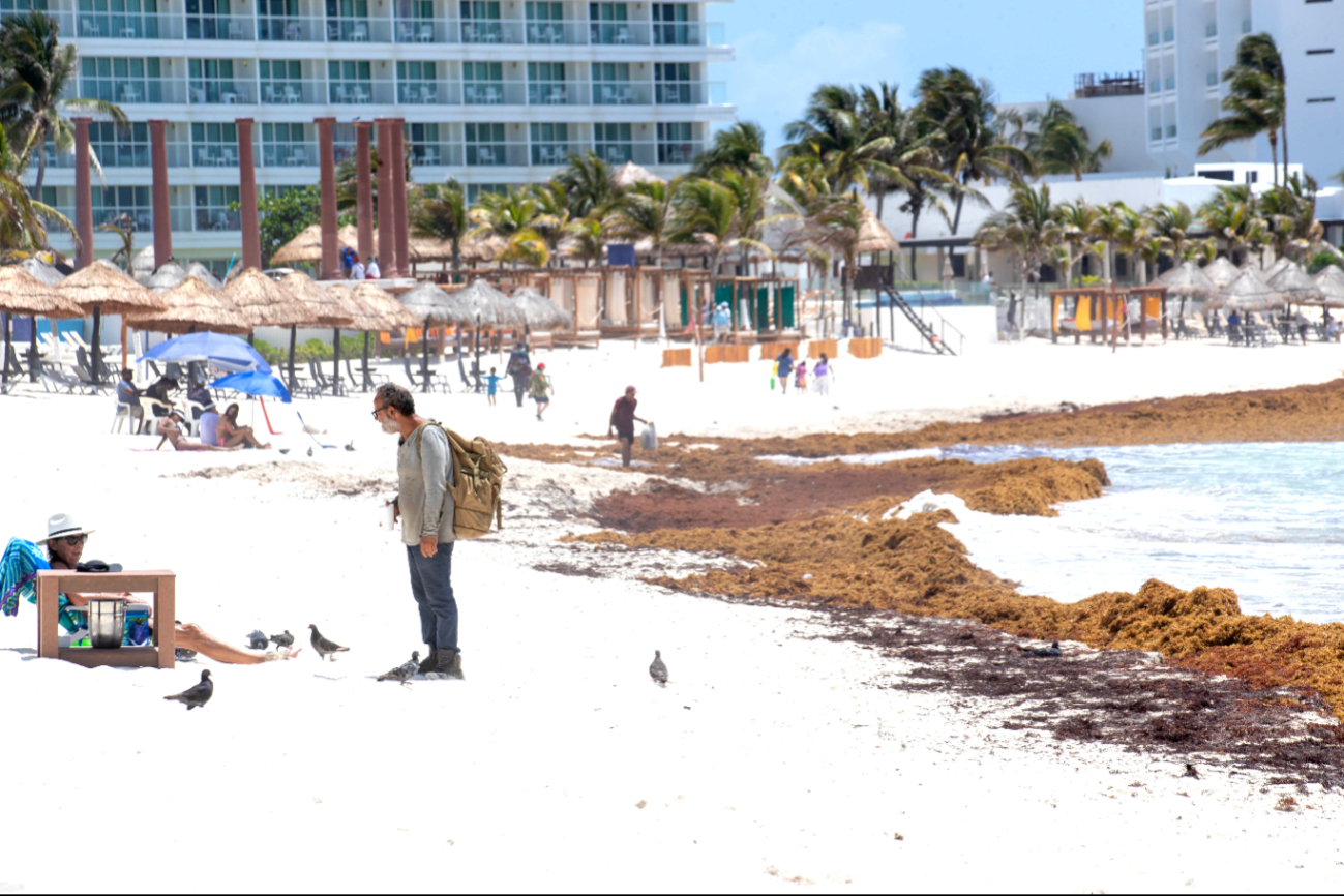La talofita cubre gran parte de arenales en Playa del Carmen, Tulum y Cancún