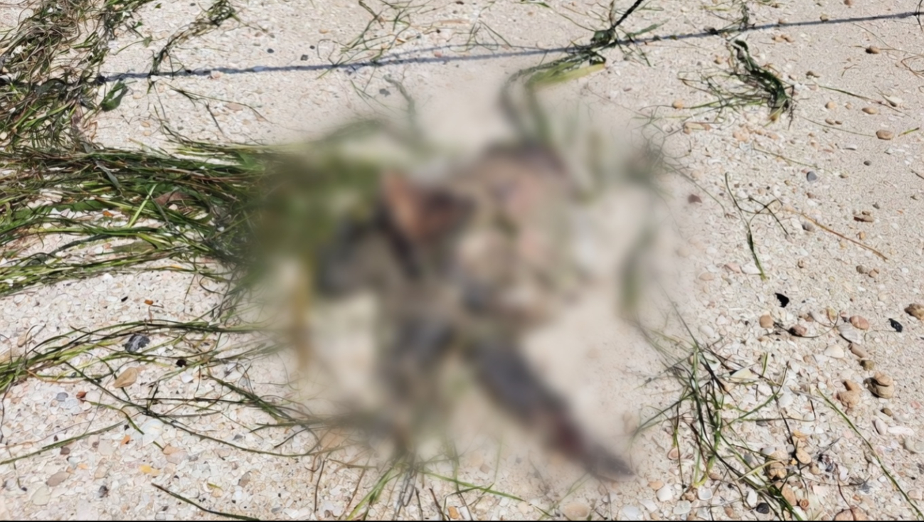 Exigen investigar muerte de tortugas Carey en el malecón de Seybaplaya
