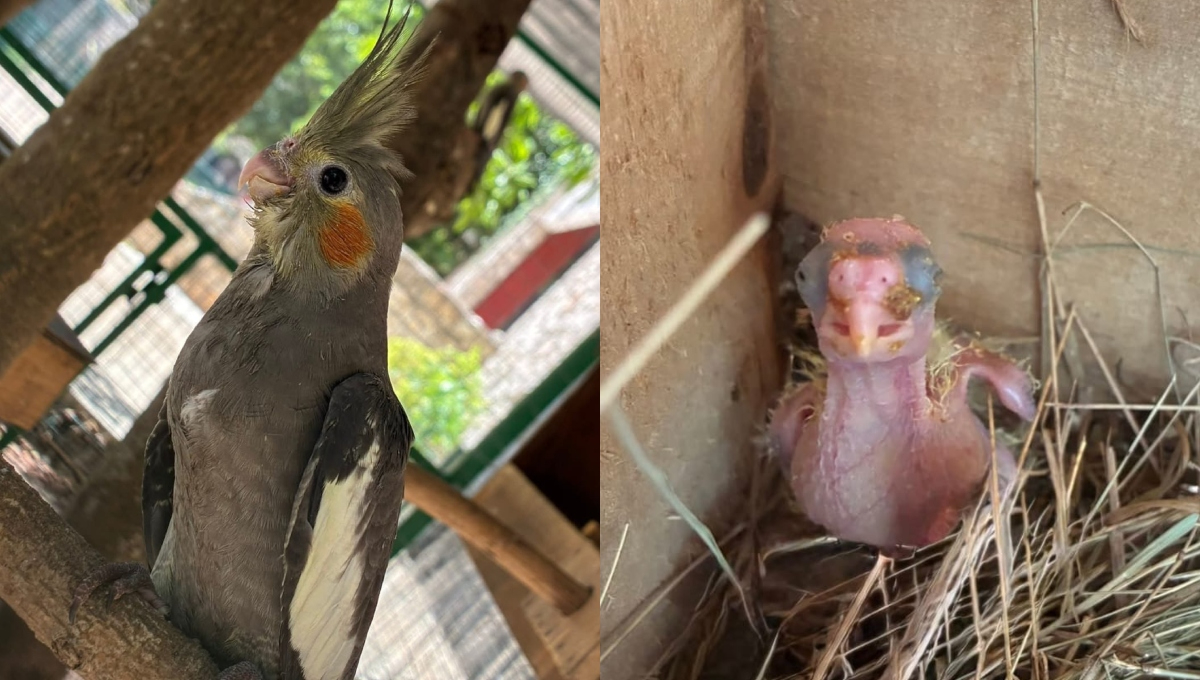 La Reina de Tizimín presume nacimientos que fortalecen la conservación animal
