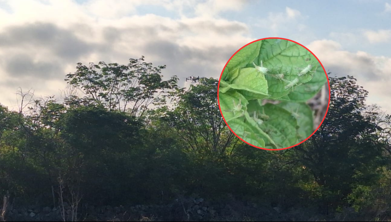 Langostas saltonas vuelven a Tenabo y amenazan cultivos en Campeche