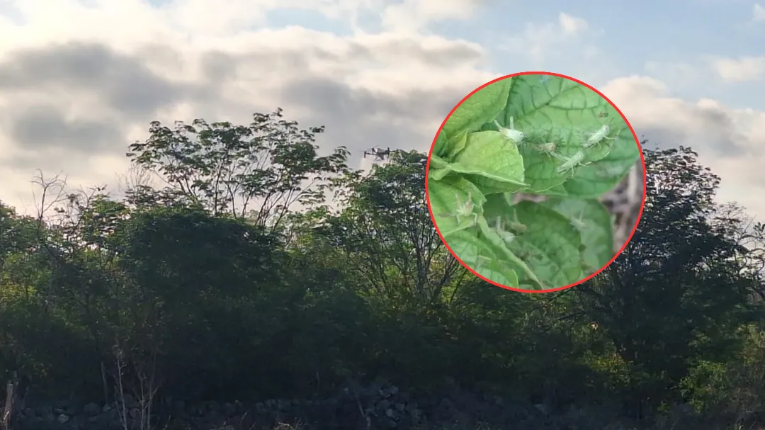 Una nueva plaga de langostas saltonas fue detectada en la carretera rumbo a la costa de Tenabo.