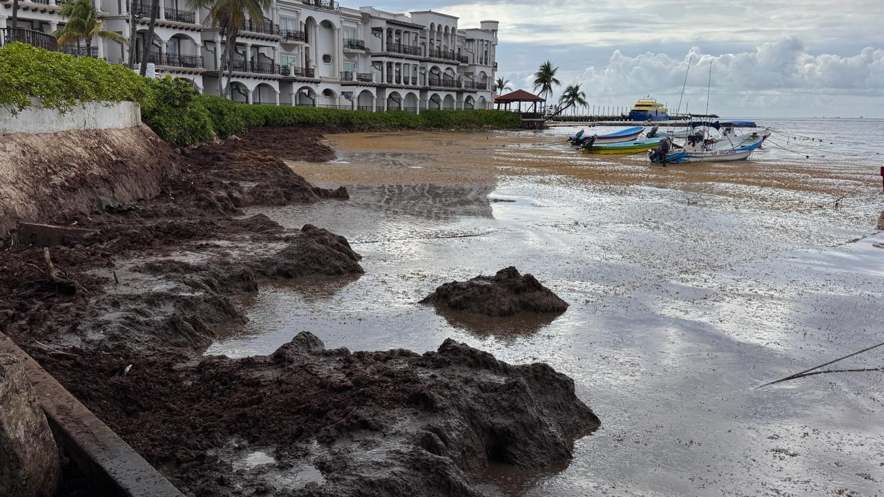 Prestadores de servicios turísticos alertan que el hedor del sargazo putrefacto ya impacta zonas como El Recodo y alcanza incluso la Quinta Avenida.