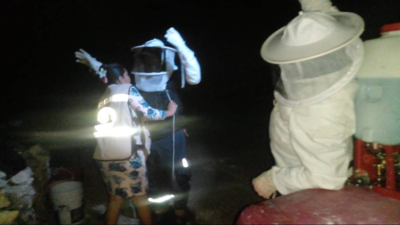 Elementos de la Comisión Nacional de Emergencia retiraron un enjambre de abejas africanas en José Narciso Rovirosa, en la Ribera del Río Hondo.