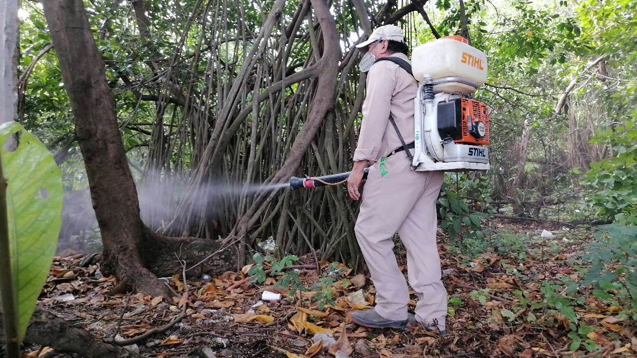 Sector Salud intensifica monitoreo y control del mosquito Aedes aegypti.