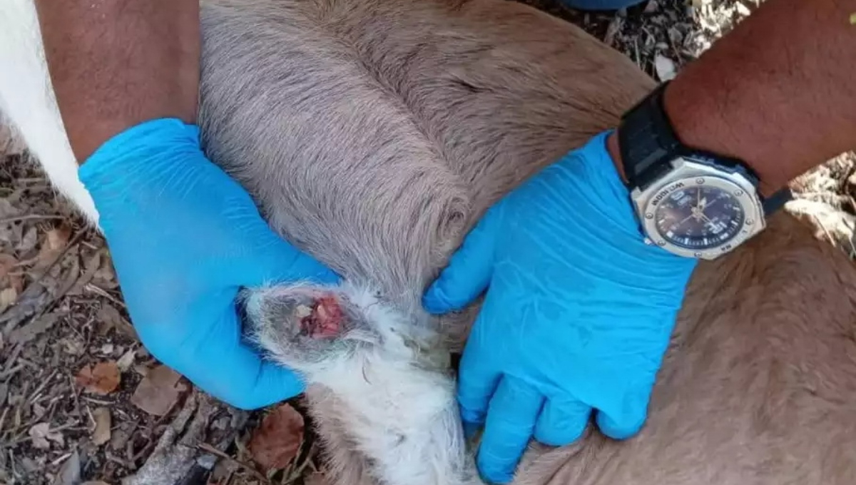 Yucatán acumula 31 casos de miasis por gusano barrenador, ubicándose entre los estados más afectados.