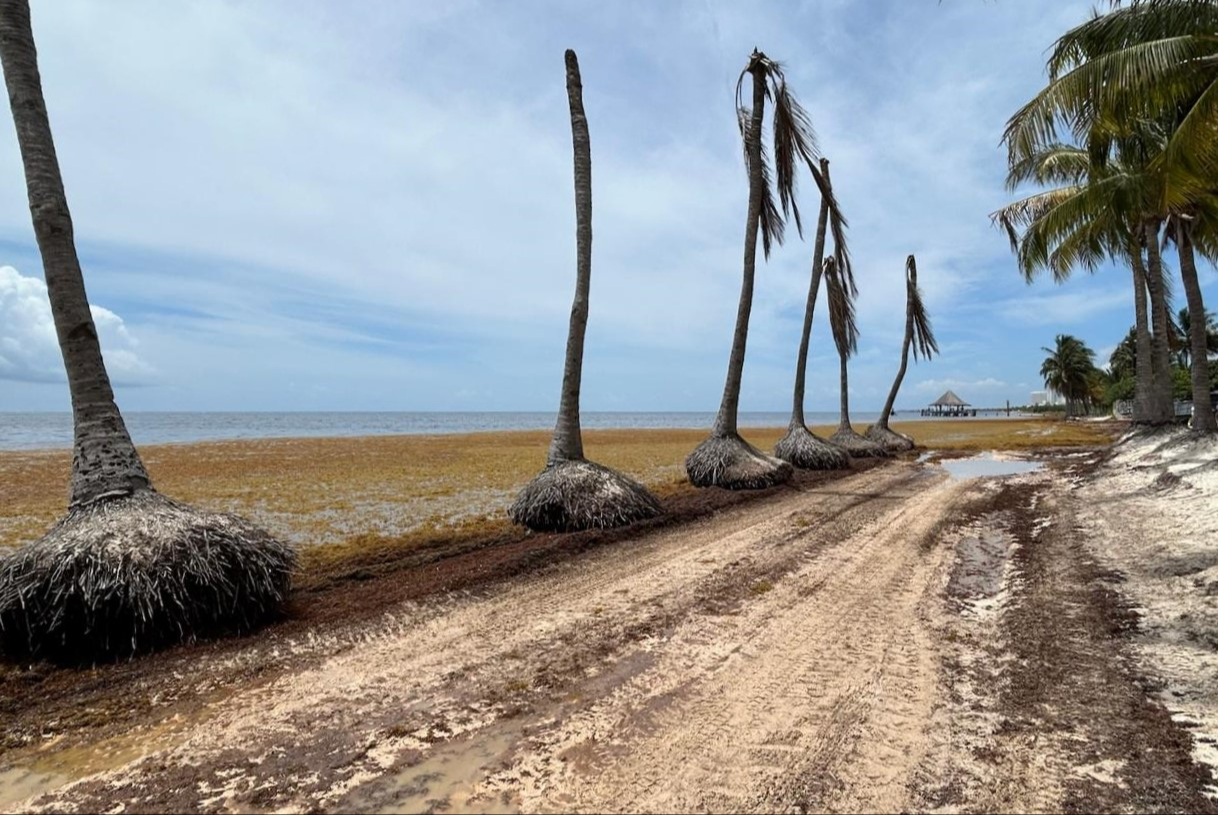 Autoridades destacaron que dicha problemática en el Caribe Mexicano podría intensificarse durante los próximos meses, lo que coincidiría con la temporada de verano