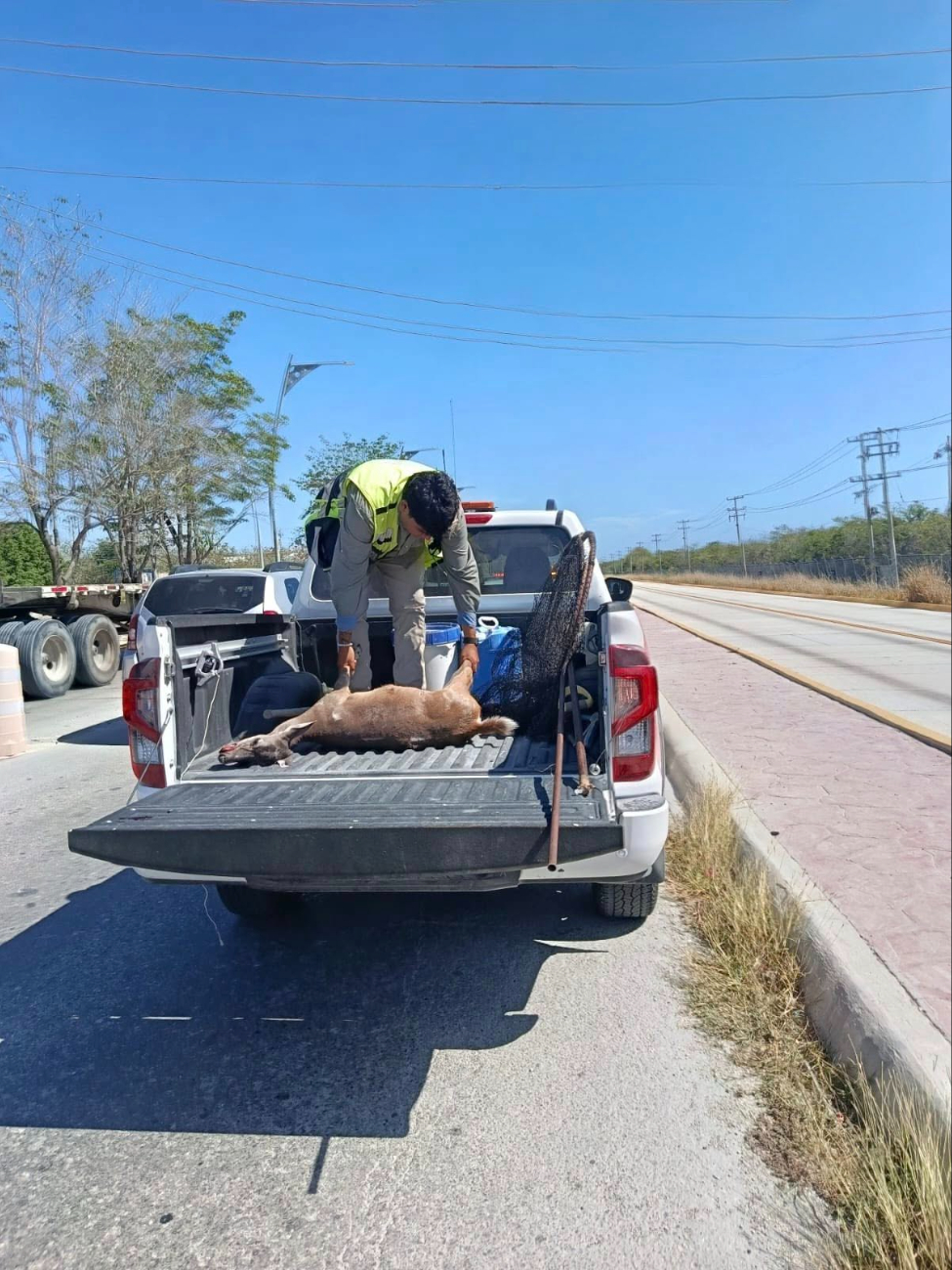El ejemplar será valorado para posible rehabilitación y liberación.