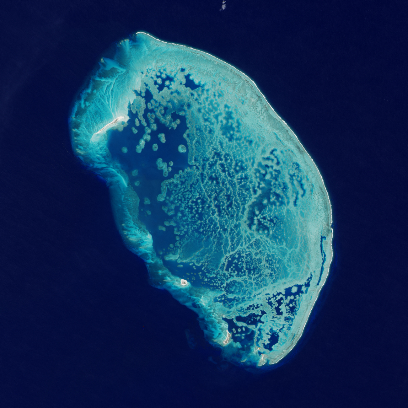 Protección insuficiente amenaza biodiversidad del Arrecife Alacranes