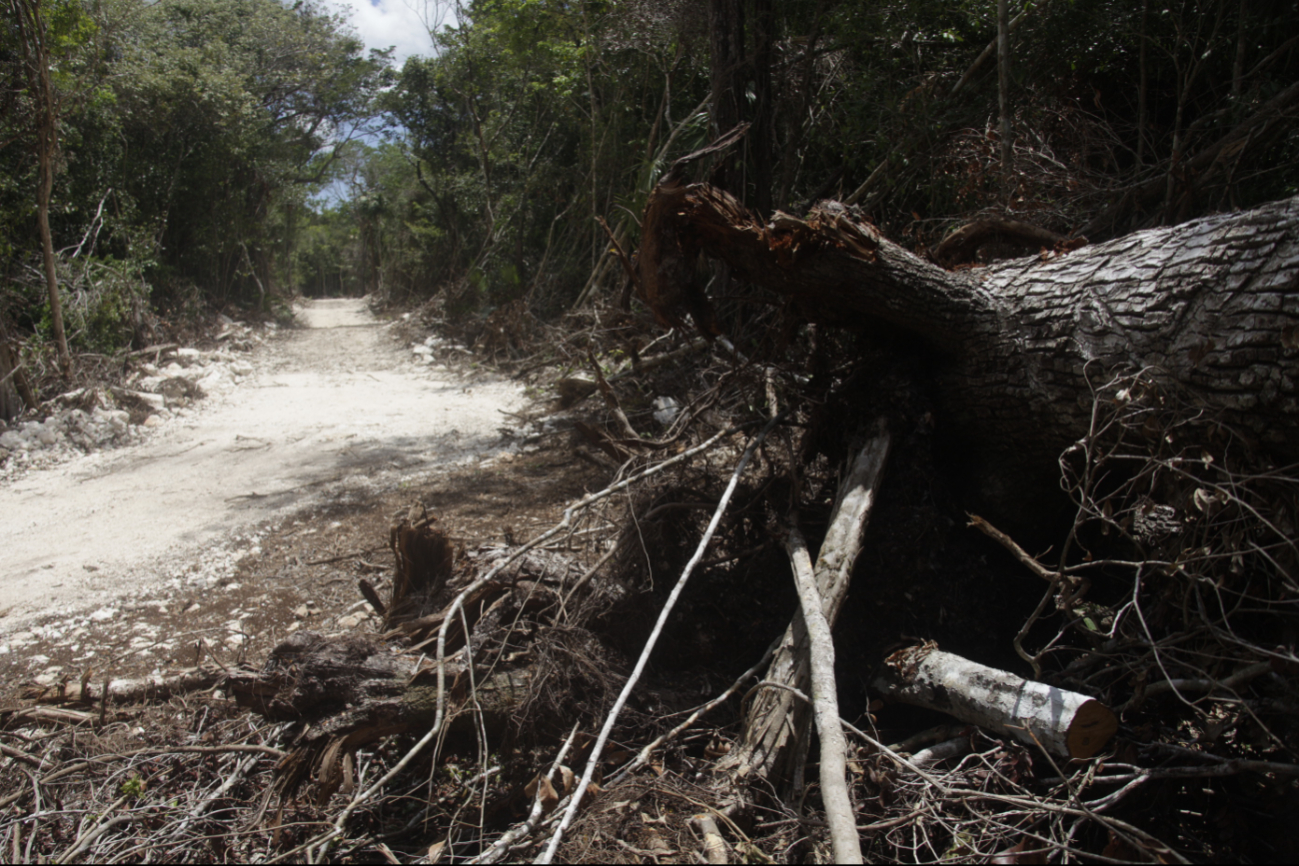 El crecimiento urbano es una causa de la deforestación