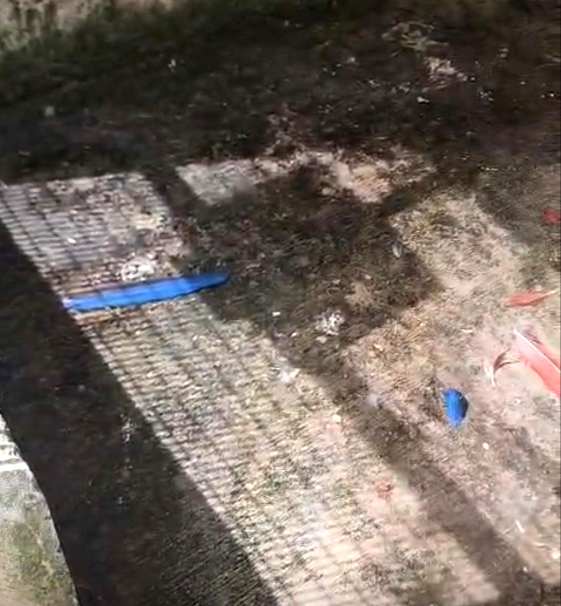 Las presuntas áreas donde descansan las aves son deplorables.