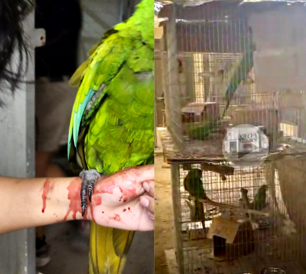 Loros presentan heridas en las patas y permanecen en jaulas, dijo