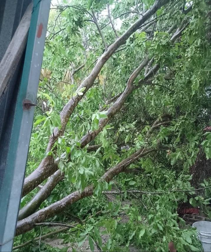 Otro árbol cayó dentro de una vivienda en la colonia La Cruz.