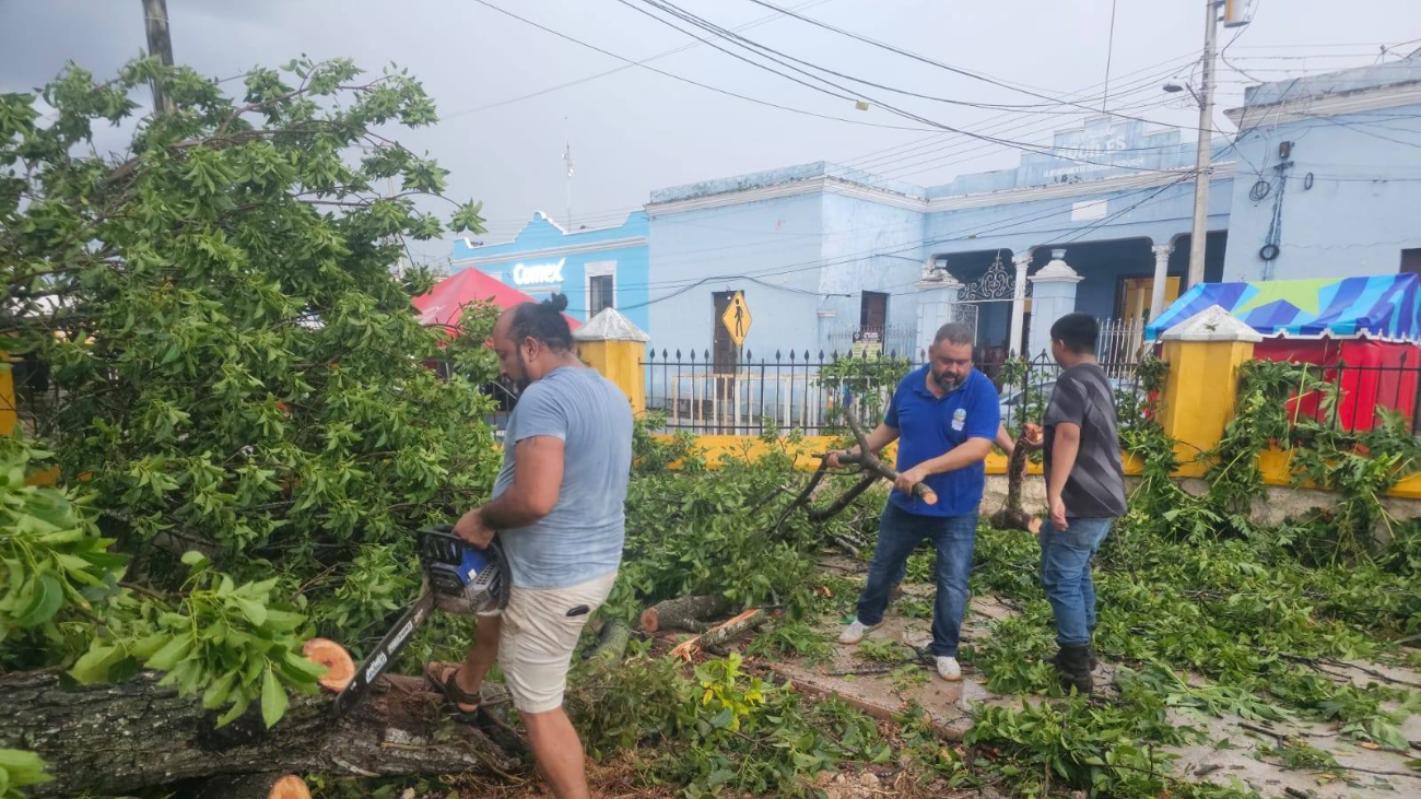 Brigadas intervinieron para retirar árboles caídos en Tixkokob