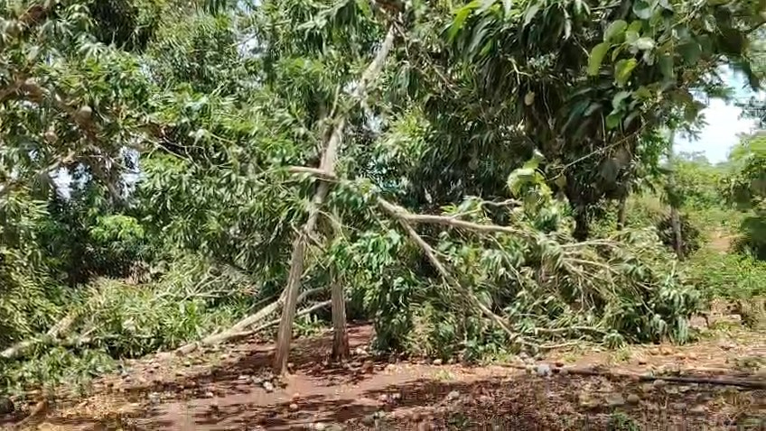 Familias perdieron parte de su producción frutal y techos de viviendas.